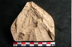 Foto (Detailansicht) von Rhododendron ponticum (NHMW-GEO-2024-0188-11613)